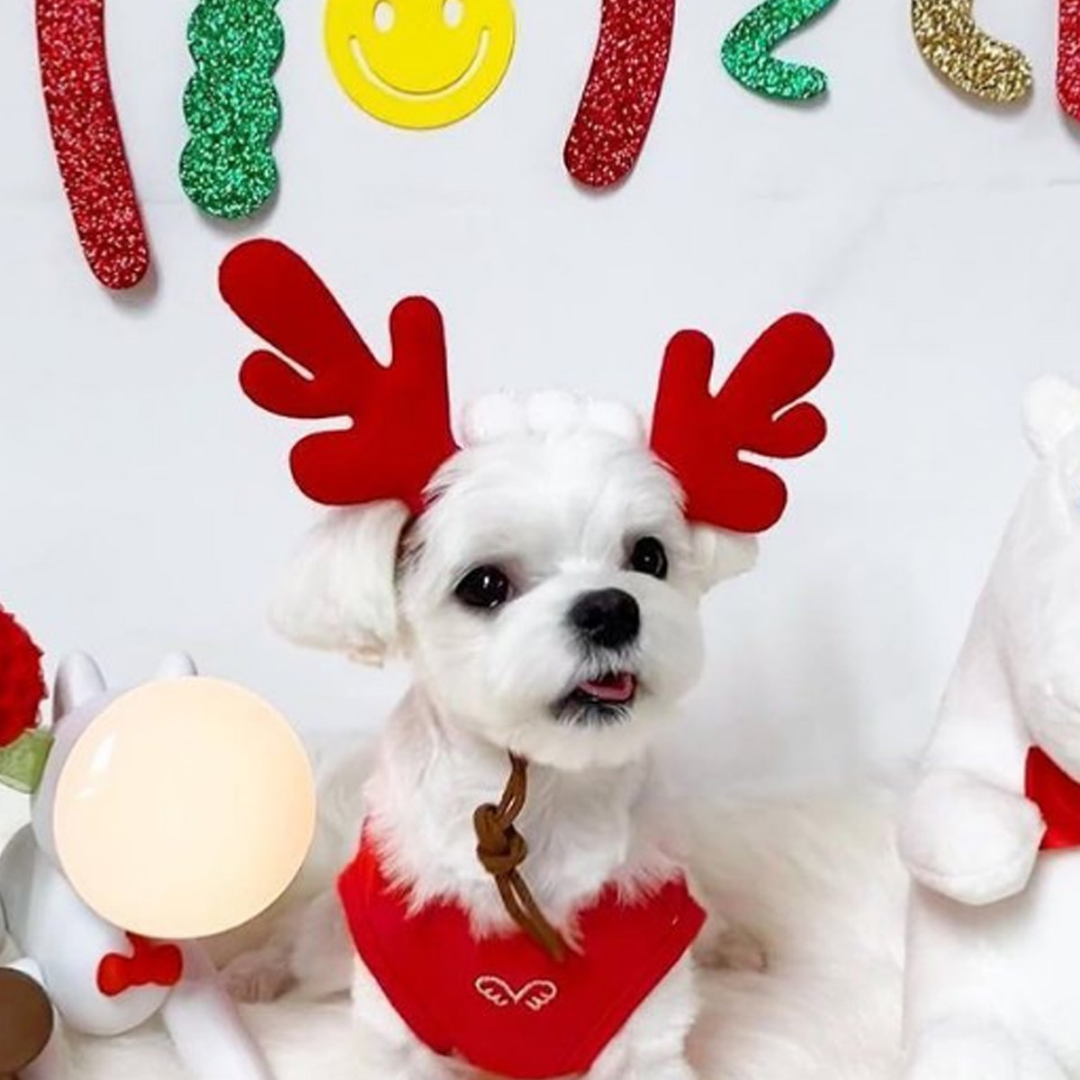 강아지 루돌프밴드 고양이 크리스마스 머리띠