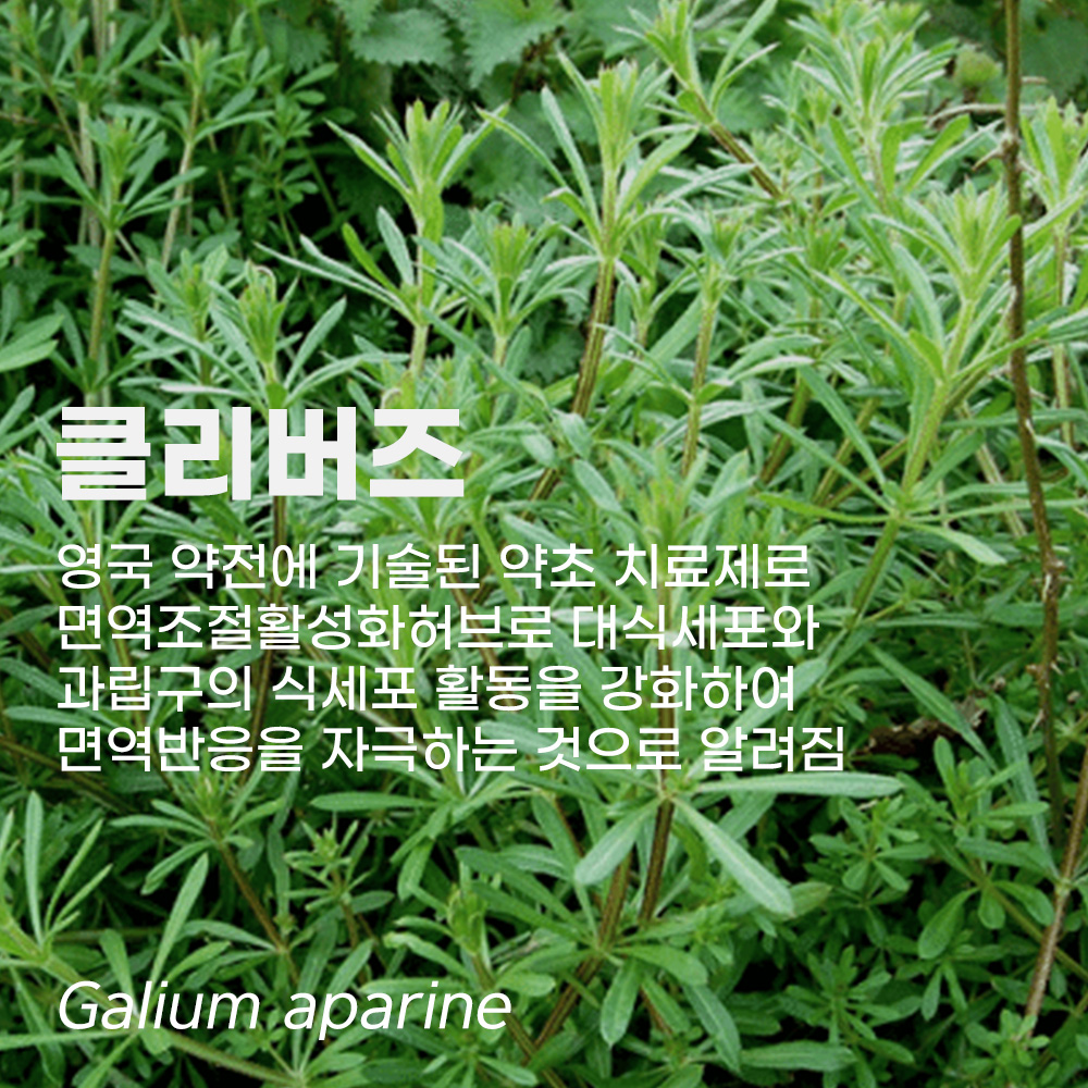 클리버즈 구즈그라스 영국 메디컬허브 Medical herb 림프순환 림프관리 좋은허브 - 상세 이미지 2