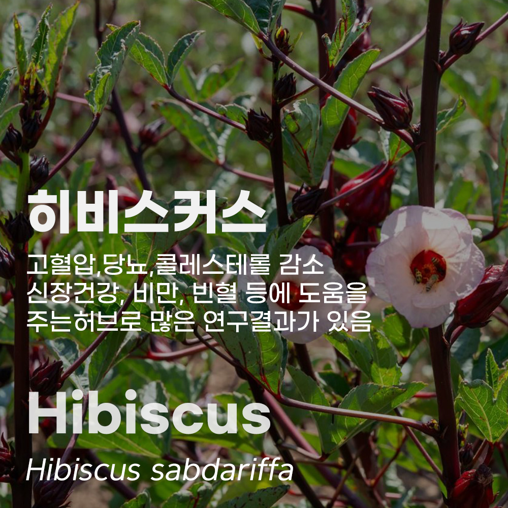 히비스커스 영국 메디컬허브  Hibiscus sabdariffa Roselle Medical herb 로젤 분말 심혈관 순환 건강에 좋은 허브 - 상세 이미지 2