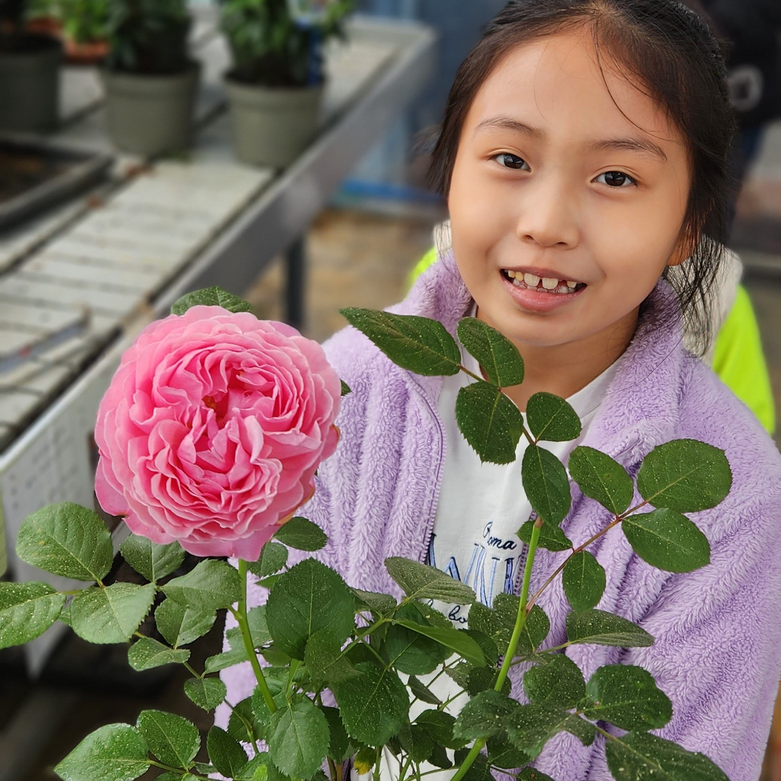 사계장미나무 퍼니엘폴슨 5치 화분묘 제품 이미지