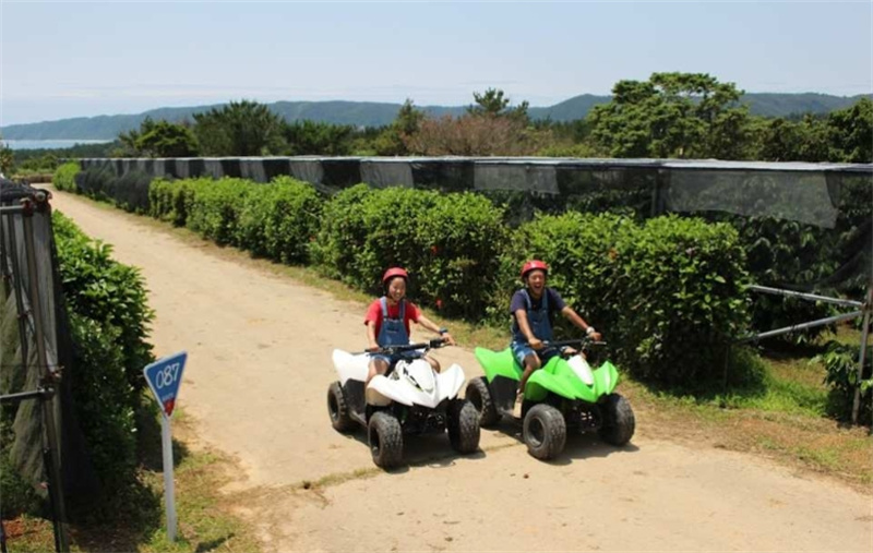 일본  오키나와 얀바루 버기 어드벤처 얀바룬차 히가시촌 사륜버기 체험 운전면허증 불필요 (오키나와현 북부 얀바루 삼림 액티비티) 이미지 3