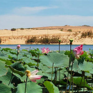 베트남 호치민시에서 출발하는 무이네 일출 일일 투어 솔직 후기 | 실사용자 리뷰 분석 - 상품 이미지 4
