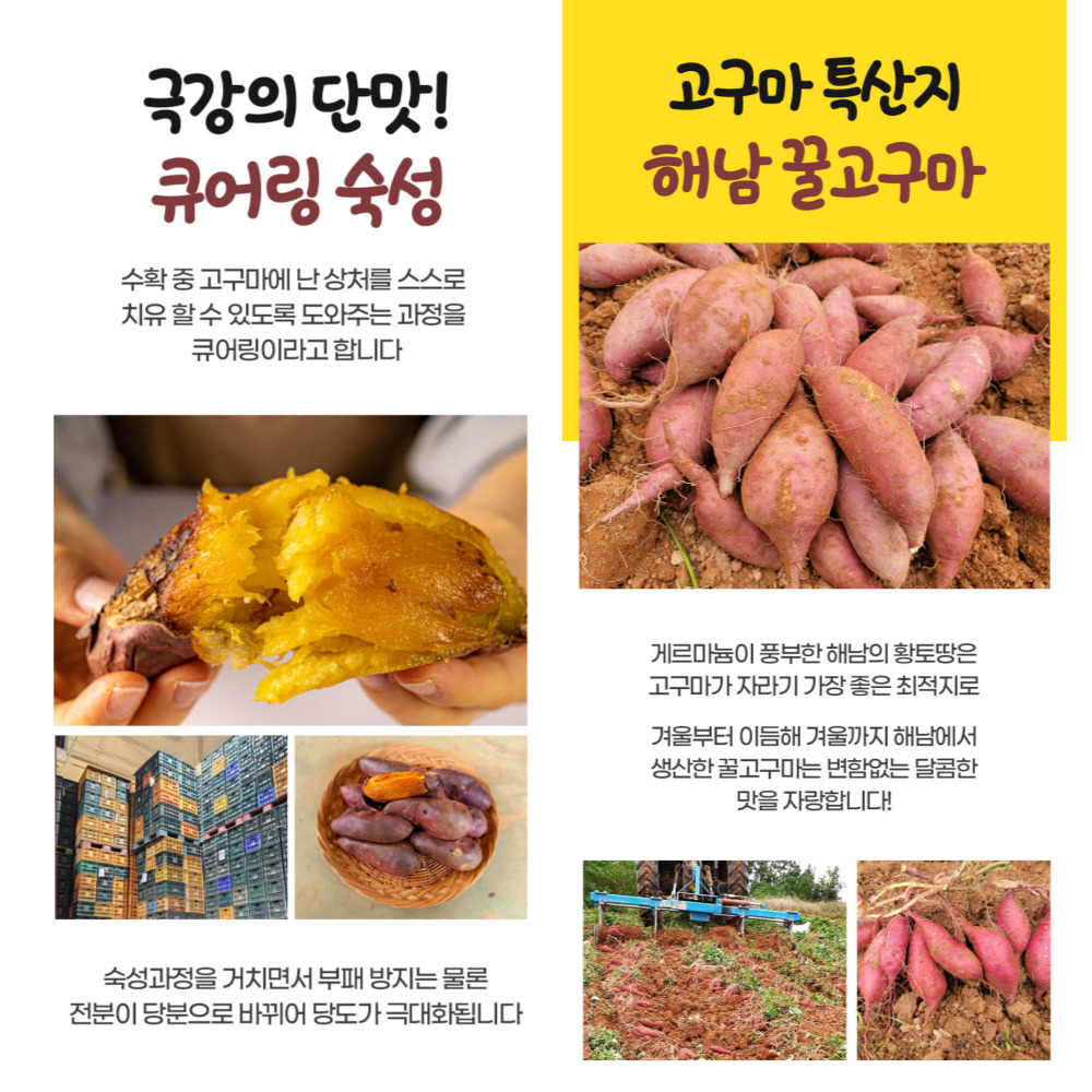 해남 꿀 고구마 유황 고구마 황금 베니하루카 한입 3kg 5kg 10kg - 상세 이미지 4