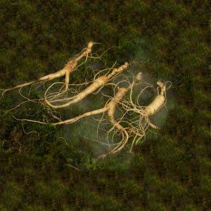 (정삼) 6-7년근 10뿌리 맛있게 먹은 솔직 후기 - 상품 이미지 3