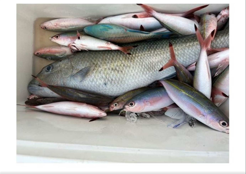 일본 오키나와 보트낚시 체험  작은 열대어는 물론 그루퍼 레오파드 코랄그루퍼 등 고급 어류도 낚을 수 있습니다  오키나와현 나하시 이미지 4