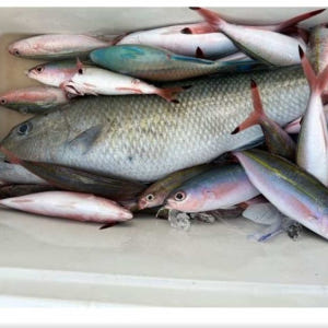 일본 오키나와 보트낚시 체험  작은 열대어는 물론 그루퍼 레오파드 코랄그... 솔직 후기 | 실사용자 리뷰 분석 - 상품 이미지 4