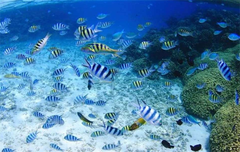 일본  [한국어가이드] 오키나와 푸른동굴 보트 체험 다이빙 (사진촬영 전송 무료) - 상세 이미지 4