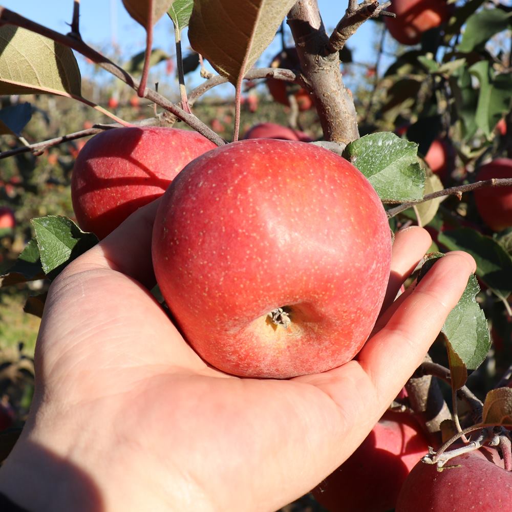 경북 부사 사과 빨간사과 후지 가정용 흠과 못난이 10kg, 1개