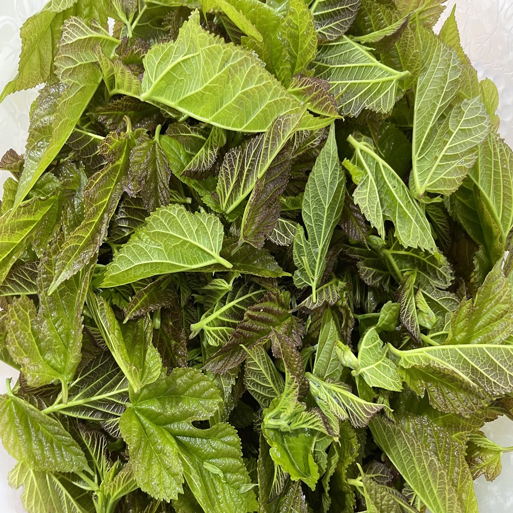 티처스 누에키우기 먹이 뽕잎 50g