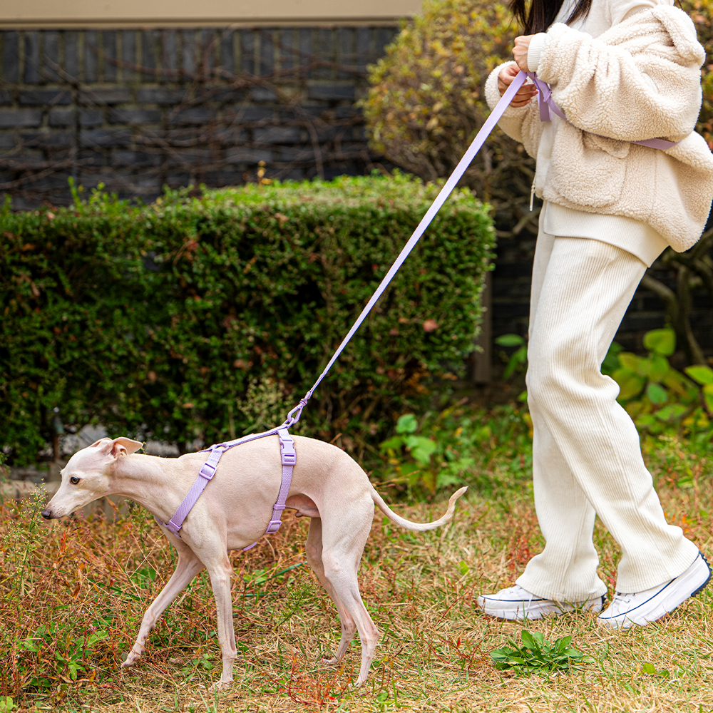펫트리움 핸즈프리 리드줄 2.5M 산책용 강아지 목줄