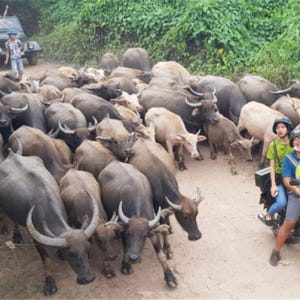 하노이 시골 빈티지 민스크 오토바이 투어 솔직 후기 | 실사용자 리뷰 분석 - 상품 이미지 3