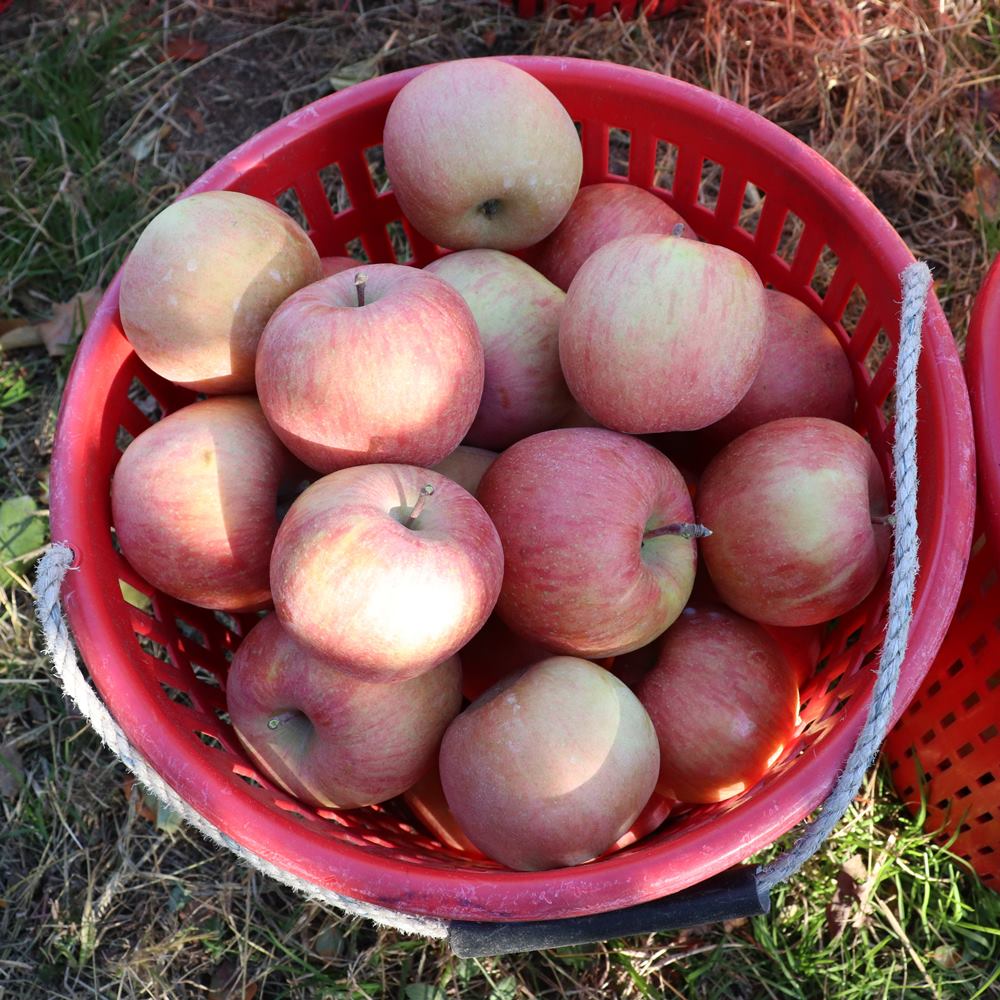 경북 부사 사과 빨간사과 후지 가정용 흠과 못난이 5kg, 1개 이미지 6