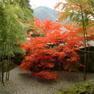 일본 가나가와 하코네 미술관 입장권 예약(가나가와현 하코네 미술관) 솔직 후기 | 실사용자 리뷰 분석 - 상품 이미지 2