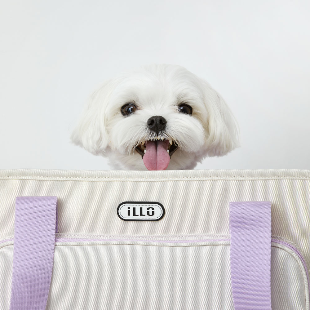 일로 레이백 기내용 반려견 이동가방 안전벨트 카시트 소형견 중형견 강아지 블랙, M