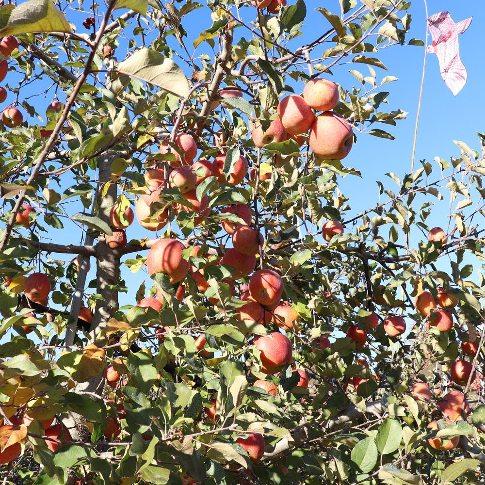 경북 부사 사과 3kg