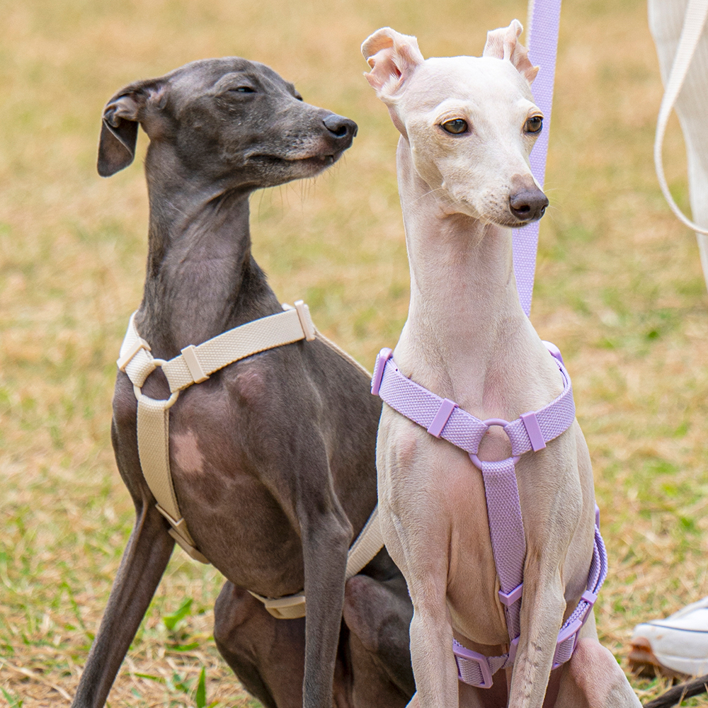 펫트리움 가뿐하네스 강아지하네스 가슴줄 목줄