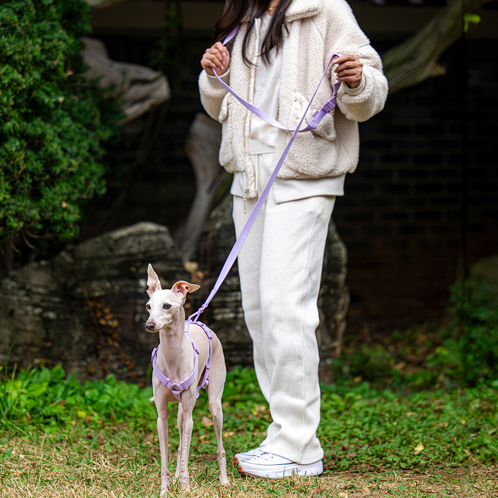 펫트리움 핸즈프리 리드줄 2.5M 산책용 강아지 목줄