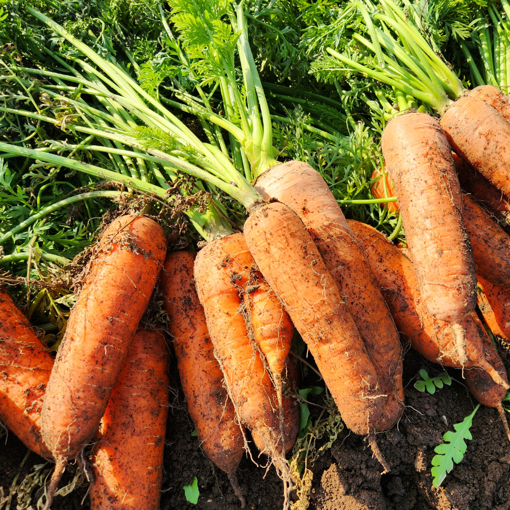 프레쉬하임 국내산 제주 구좌 제철 햇 흙 세척 당근 중 왕 상 특 즙 주스용 선물용