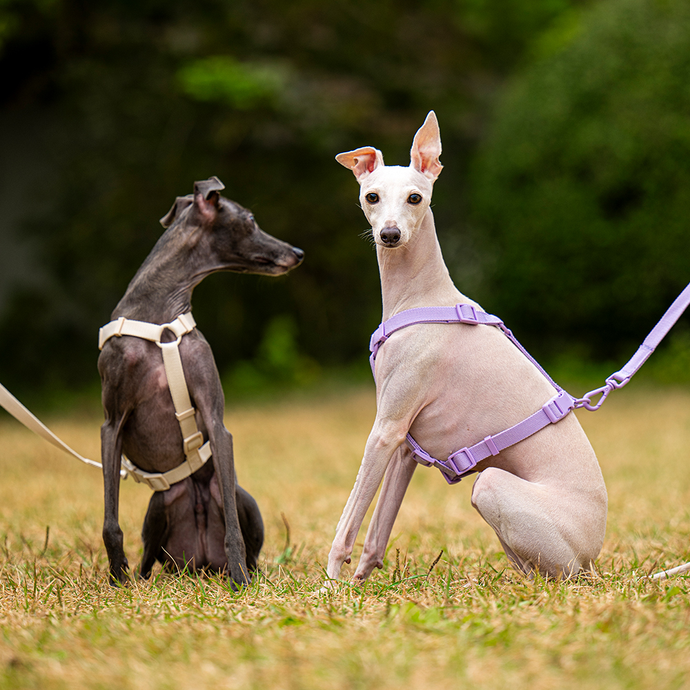 펫트리움 가뿐하네스 강아지하네스 가슴줄 목줄