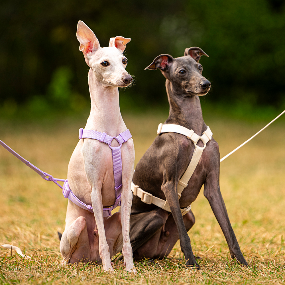 펫트리움 가뿐하네스 강아지하네스 가슴줄 목줄