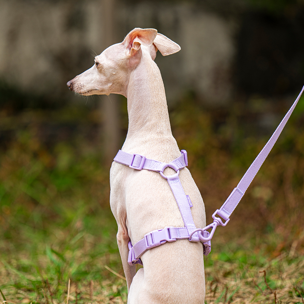 펫트리움 가뿐하네스 강아지하네스 가슴줄 목줄
