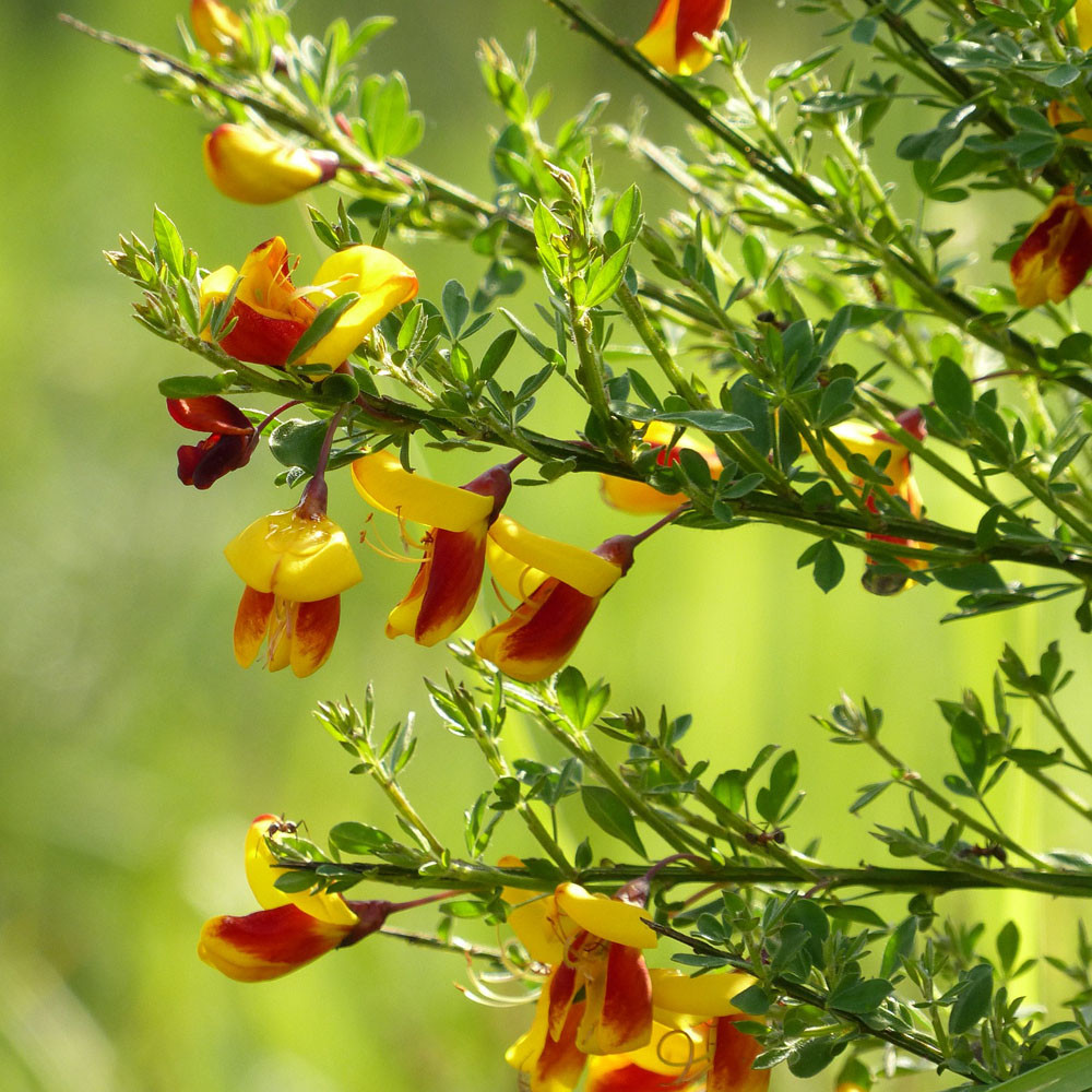 골담초나무 3년 묘목 제품 이미지