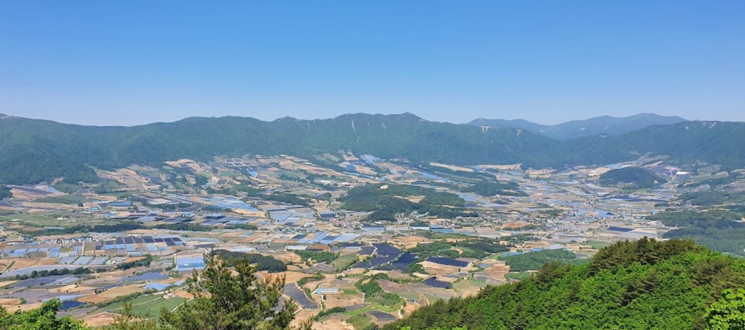 국산 시래기 삶은 무청 우거지 반찬 반찬 추천 시래기 활용법