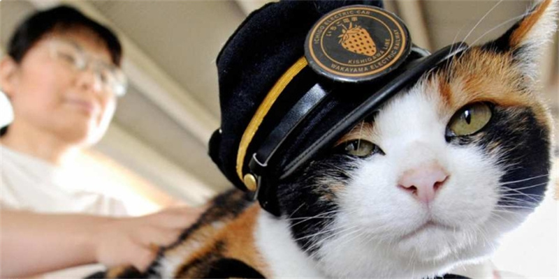 일본 와카야마 1일 투어 세계유산 고야산 와카야마 고양이 스테이션 마스터 쿠로시오 시장(오사카 출발) - 상세 이미지 3