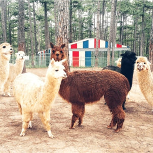 베트남 일일 투어 | 유람 달랏 Zoodoo 솔직 후기 | 실사용자 리뷰 분석 - 상품 이미지 1