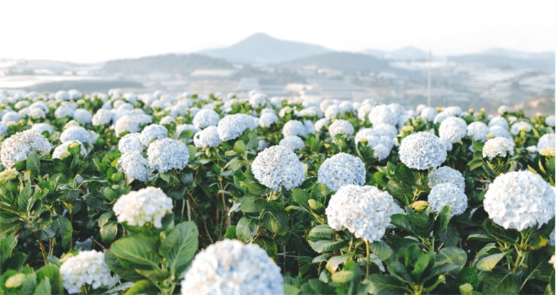 베트남 일일 투어 | 유람 달랏 Zoodoo 이미지 3