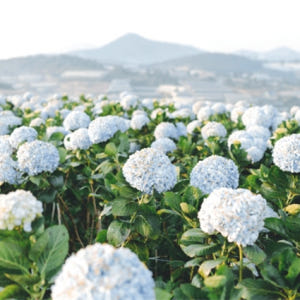 베트남 일일 투어 | 유람 달랏 Zoodoo 솔직 후기 | 실사용자 리뷰 분석 - 상품 이미지 3