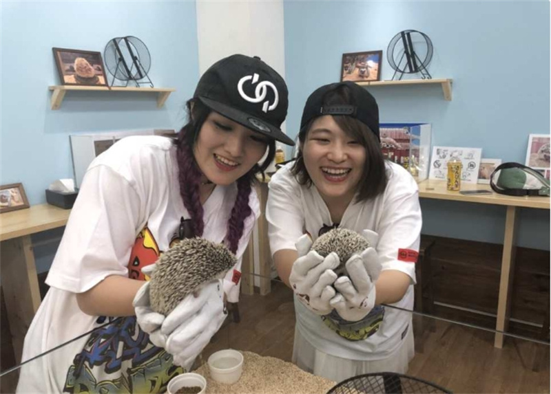 일본 도쿄 고슴도치 카페 ちくちくCAFÉ 이미지 4