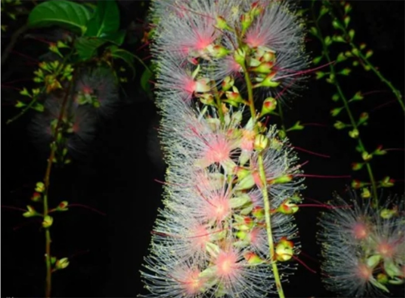 일본 오키나와 이시가키섬 밤하늘 관찰 정글 나이트 투어 이시가키 항 낙도 터미널 집합 이미지 3