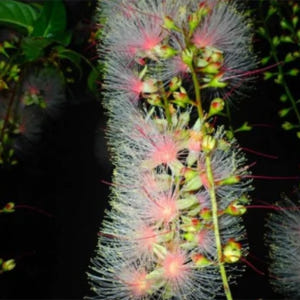 일본 오키나와 이시가키섬 밤하늘 관찰  정글 나이트 투어 이시가키 항 낙... 솔직 후기 | 실사용자 리뷰 분석 - 상품 이미지 3