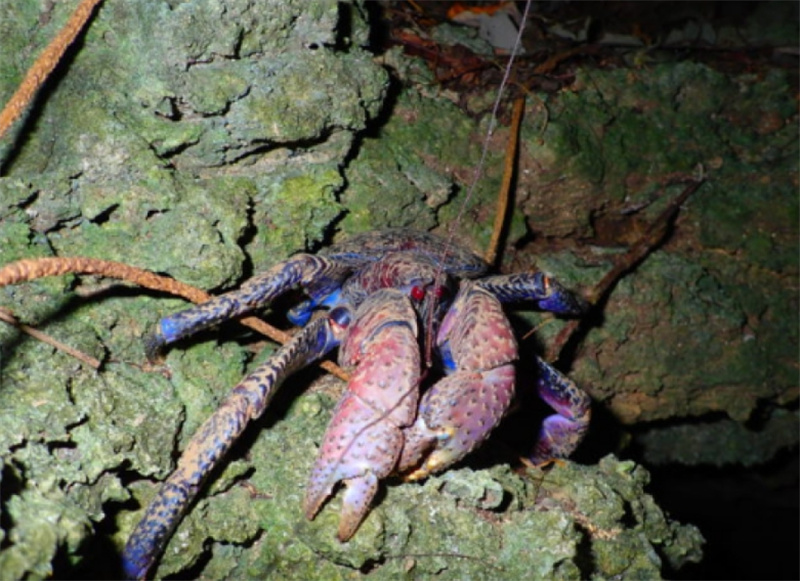 일본 오키나와 이시가키섬 밤하늘 관찰 정글 나이트 투어 이시가키 항 낙도 터미널 집합 이미지 2