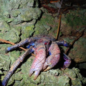 일본 오키나와 이시가키섬 밤하늘 관찰  정글 나이트 투어 이시가키 항 낙... 솔직 후기 | 실사용자 리뷰 분석 - 상품 이미지 2