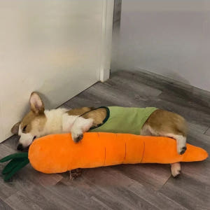 강아지 장난감 바스락 삑삑이 장난감 왕당근 솔직 후기 | 실제 사용자 리뷰 총정리 - 상품 이미지 4