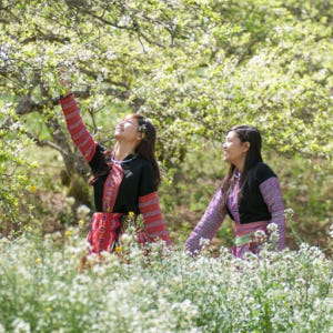 목쩌우 1박 2일 투어 (하노이 출발) 솔직 후기 | 실사용자 리뷰 분석 - 상품 이미지 1