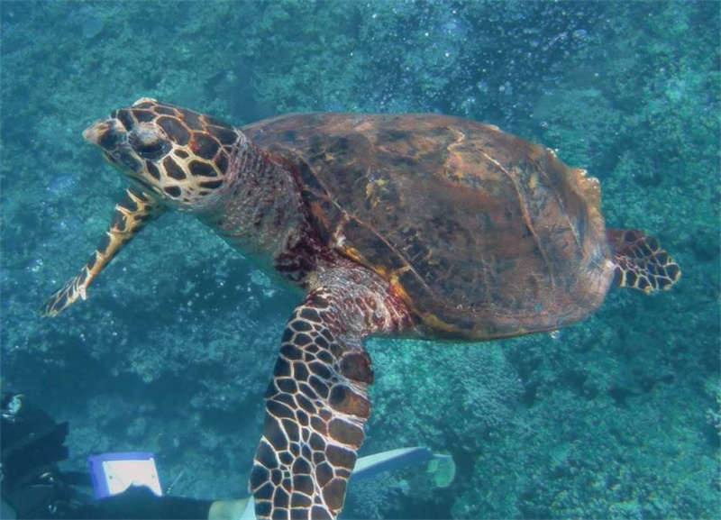 일본 오키나와 케라마제도 종일 스노클링 투어 (차탄출발) 이미지 4