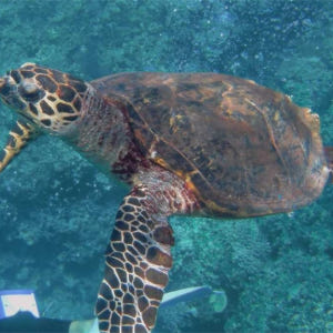 일본  오키나와 케라마제도 종일 스노클링 투어 (차탄출발) 솔직 후기 | 실사용자 리뷰 분석 - 상품 이미지 4