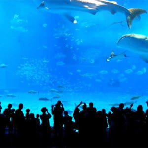 일본 오키나와 북부 1일 중국인 가이드 투어(오키나와 나하  아메리칸 빌... 솔직 후기 | 실사용자 리뷰 분석 - 상품 이미지 4