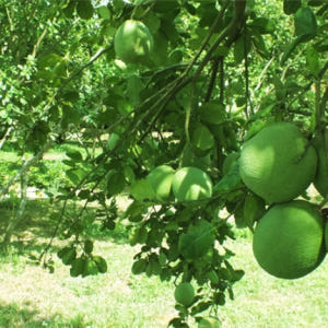 후에  투이 비에우 에코 빌리지 프라이빗 반나절 투어 솔직 후기 | 실사용자 리뷰 분석 - 상품 이미지 3