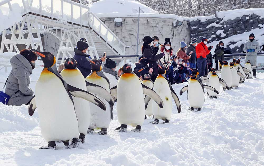 [입장료 특전] 북해도 비에이 아사히야마 동물원 버스투어 삿포로 출발 엔데이트립