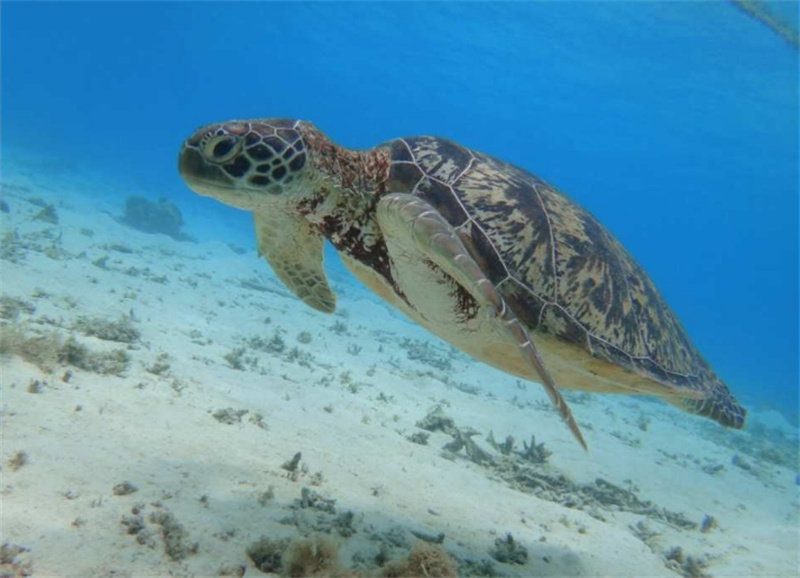 일본 오키나와 도카시키 섬 아하렌 해변 일일 투어 이미지 4