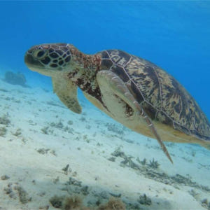 일본  오키나와  도카시키 섬 아하렌 해변 일일 투어 솔직 후기 | 실사용자 리뷰 분석 - 상품 이미지 4