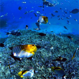 일본  오키나와  도카시키 섬 아하렌 해변 일일 투어 솔직 후기 | 실사용자 리뷰 분석 - 상품 이미지 2