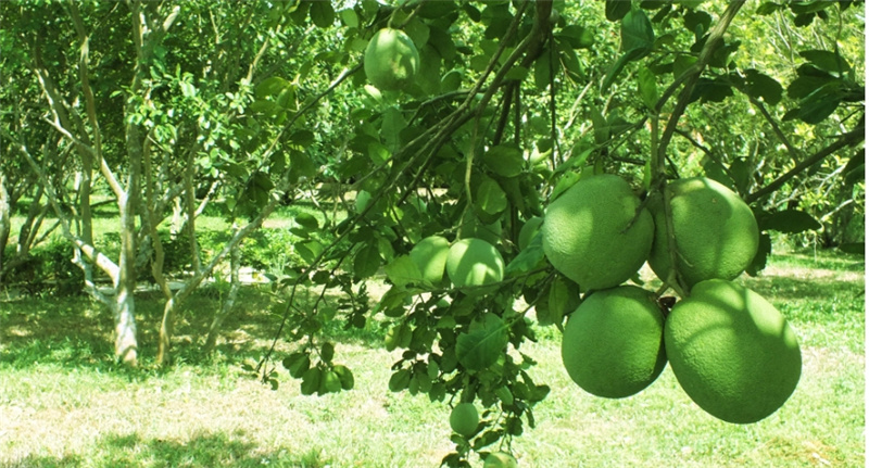 Pomelo Garden