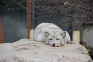 [입장료 특전] 북해도 비에이 아사히야마 동물원 버스투어 삿포로 출발 엔데이트립