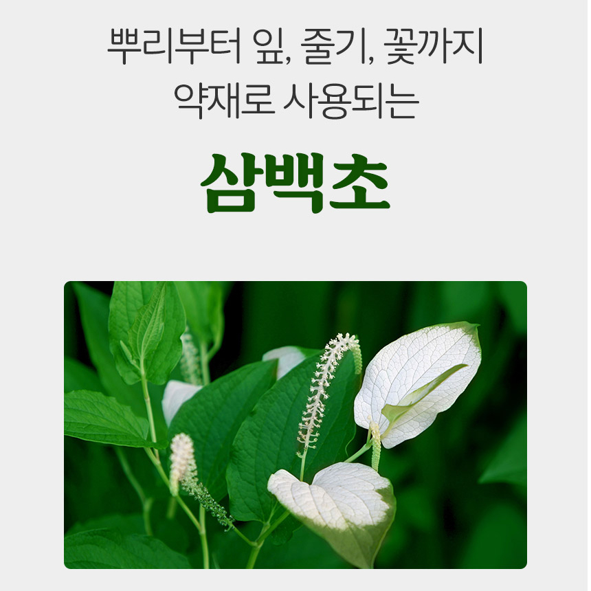 국산 삼백초차 100% 원물 그대로 삼백초잎차 삼각 티백 효능 100개입 대용량 - 상세 이미지 4