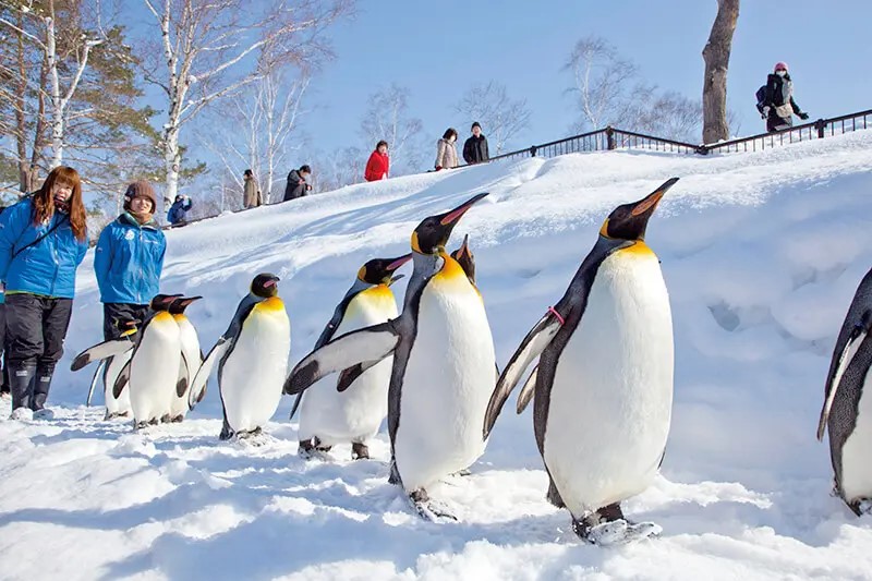 [입장료 특전] 북해도 비에이 아사히야마 동물원 버스투어 삿포로 출발 엔데이트립